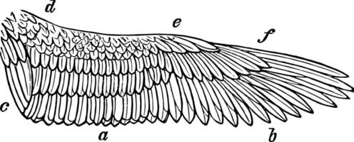 Right Wing of Kestrel vintage illustration. vector