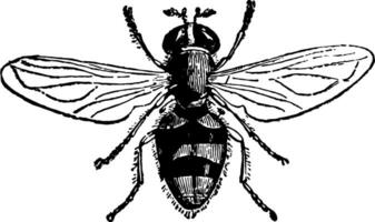 A Species of Volucella vintage illustration. vector