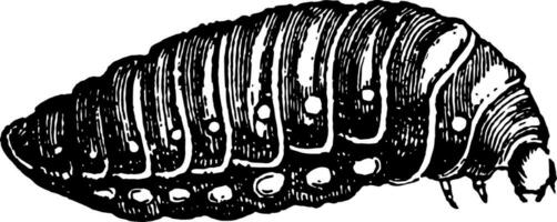 Third Larva of Sitaris Humeralis vintage illustration. vector