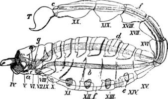 Scorpion Diagram vintage illustration. vector