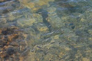 fish swimming in the clear water of a river photo