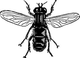 Species of Helophilus vintage illustration. vector