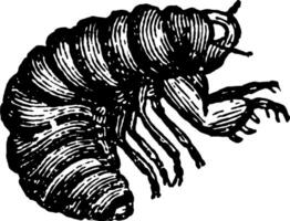 Larva of the Cicada vintage illustration. vector