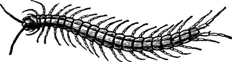 Centiped vintage illustration. vector