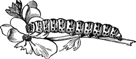 Larva of Cucullia Verbasci vintage illustration. vector