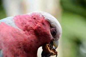 a pink and white parrot eating photo