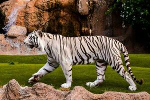 white tiger walking on grass near rocks photo