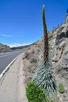 a plant with a long stem and flowers on the side of the road photo