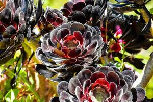 a close up of a plant with black and red flowers photo