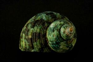 a green and black shell on a black background photo