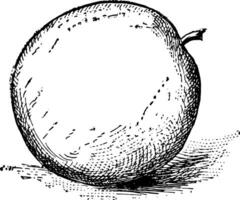 manzana Clásico ilustración. vector