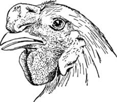 Chicken Head with Walnut Comb vintage illustration. vector