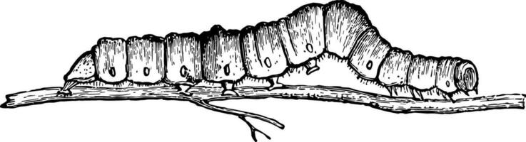 Larvae of Catocala Fraxini vintage illustration. vector