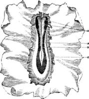 Germinal Membrane of a Dog vintage illustration. vector