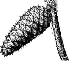 loblolly pino pinus toeda yo.. dos a tercios natural tamaño. maduro cerrado cono Clásico ilustración. vector