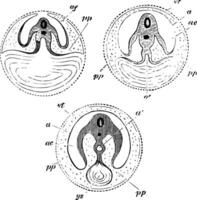 Development of the Yolk Sac vintage illustration. vector