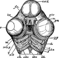 Skull of a Chick Below vintage illustration. vector