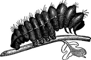 Larva of Attacus Yama Mai vintage illustration. vector