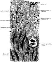 Longitudinal Section of Kidney of a Dog vintage illustration. vector