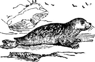 Marbled Seal vintage illustration. vector