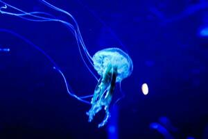 a jellyfish in a blue light with a long tail photo