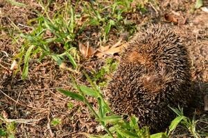 a hedgehog is standing in the grass photo