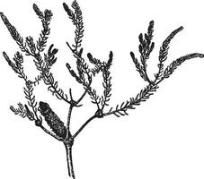 Banksia Ericifolia vintage illustration. vector