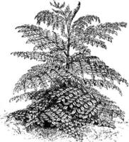 Aralia chinensis flores Clásico ilustración. vector