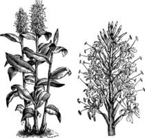 Habit and Detached Flower Spike of Hedychium Gardnerianum vintage illustration. vector