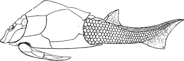 pterichthys miller, Clásico ilustración. vector