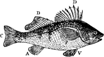 Fins of Common Perch, vintage illustration. vector