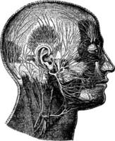 Nerves of the Face, vintage illustration. vector