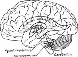 Relations of the Ventricles to the Surface of the Brain, vintage illustration vector
