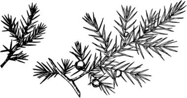 Branch of Common Juniper vintage illustration. vector