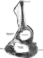 Sagittal Section of Innominate Bone, vintage illustration. vector