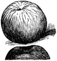 rico manzana Clásico ilustración. vector