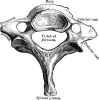 Seventh Cervical Vertebra, vintage illustration. vector
