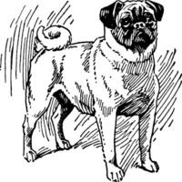 Pug Dog, vintage illustration. vector