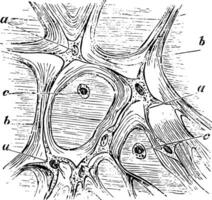 The Tissue of Whartonian Jelly, vintage illustration vector