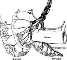 linfáticos de el intestino ciego y apéndice, Clásico ilustración. vector