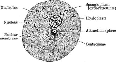 Animal Cell, vintage illustration vector