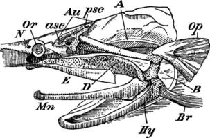 The Skull of a Paddle Fish with the Beak Removed, vintage illustration. vector