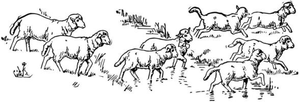 Eight Sheep, vintage illustration vector