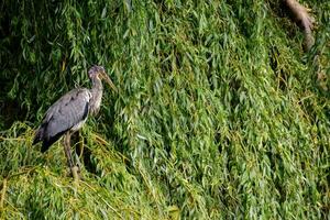 a heron is standing on top of a tree photo