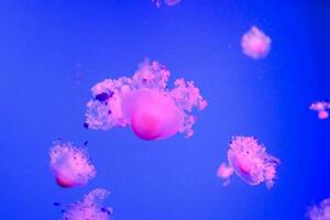 jellyfish in the aquarium photo