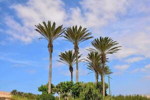 palm trees against a blue sky photo