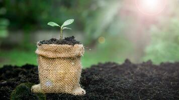 Tiny seedlings light green leaves ready for planting, in jute sack. fertile soil. soft sunlight. water droplets on leaves. Ecology and ecological balance. eco concept Earth day. photo