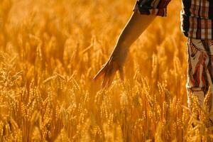 country, nature, summer holidays, agriculture and people concept - close up of young woman hand touching spikelets in cereal field photo