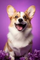 ai generado linda galés corgi perro en un púrpura antecedentes foto