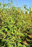 tomato plants growing in a field with green leaves photo